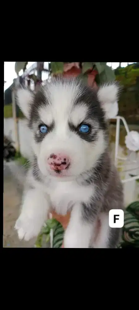 Siberian Husky Jantan Betina Cakep Murah