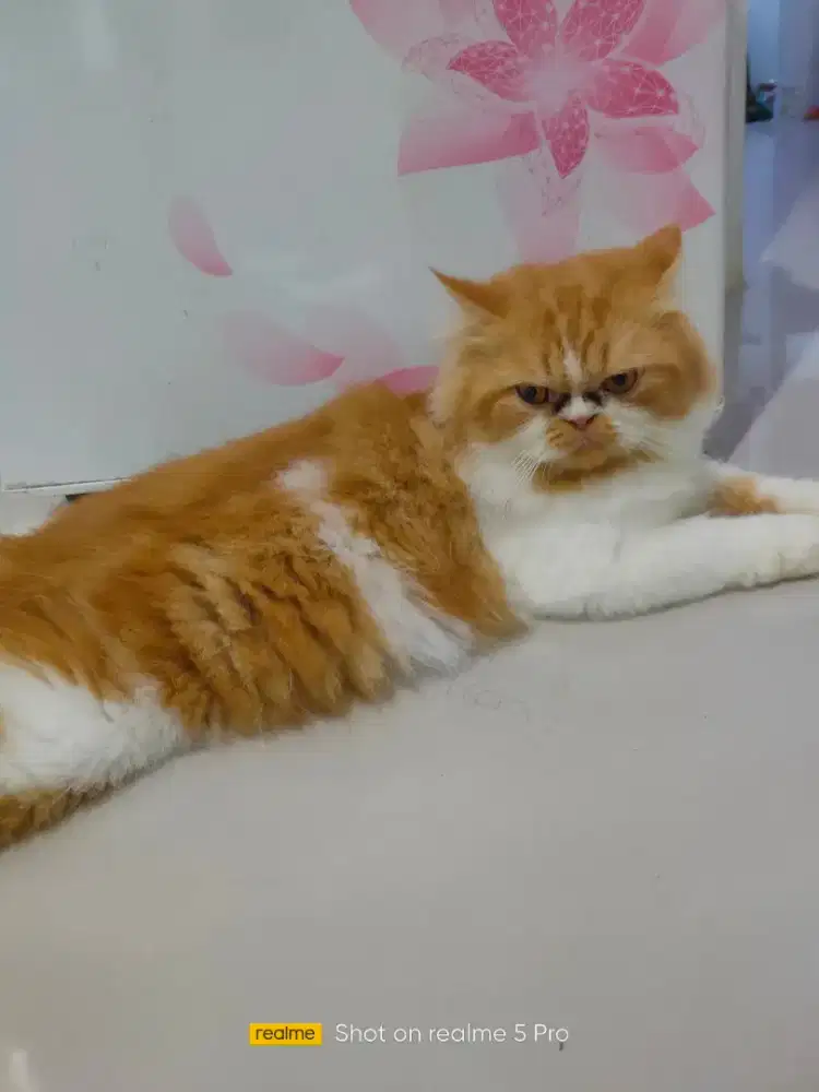 Kucing flaknose jasa pacak