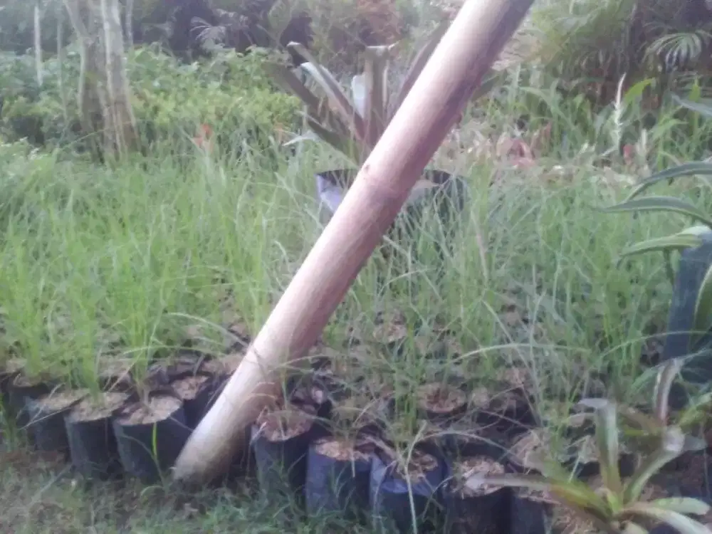 Tanaman Ilalang / Ekor Kuda | Dekor Villa & Hotel | Godong Jawi