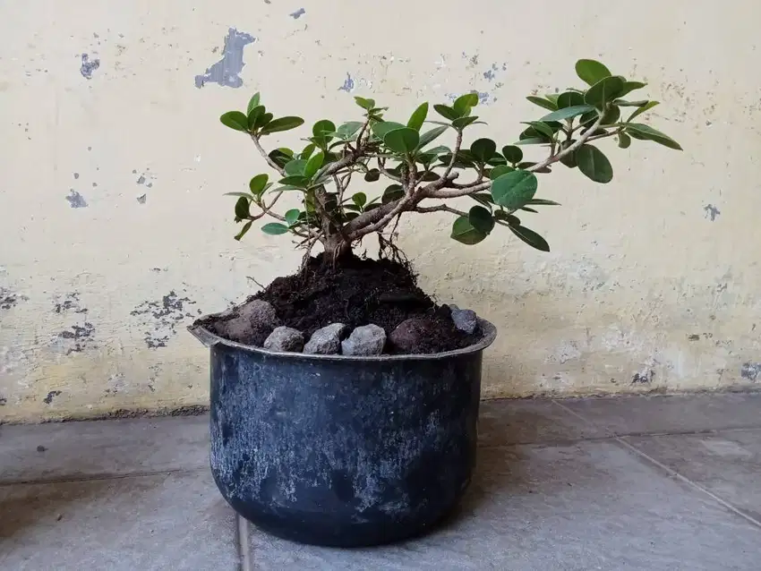 Bonsai Dolar Indah 001