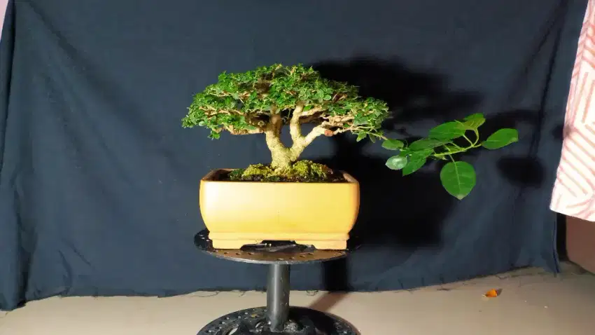 Bonsai Sancang~PremnaMicrophylla kelas kontes THE MAX 30 CM