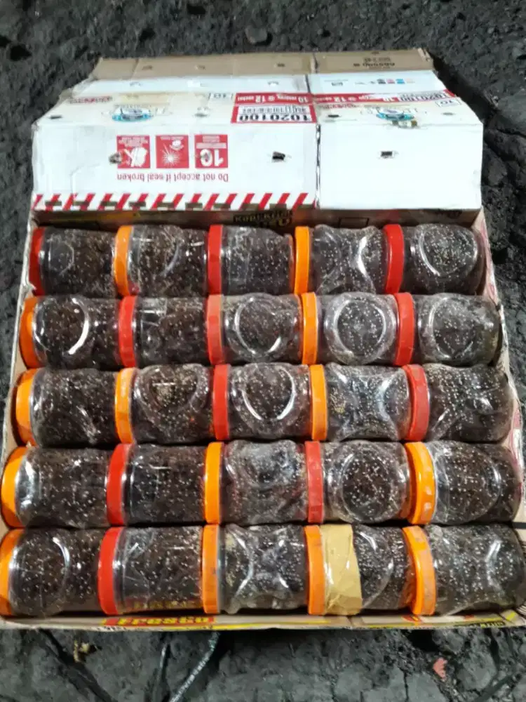 bibit kroto super produktif .pakan burung