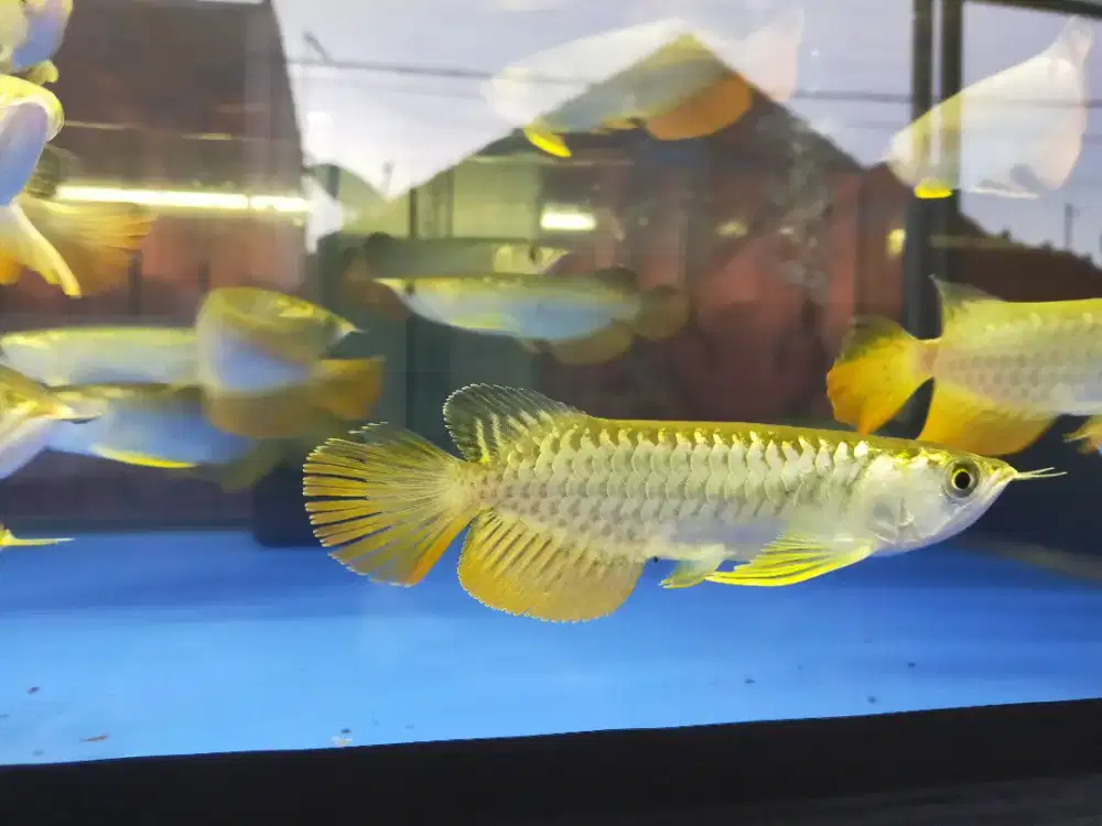 Arwana / Arowana Golden Red Riau 18-20CM
