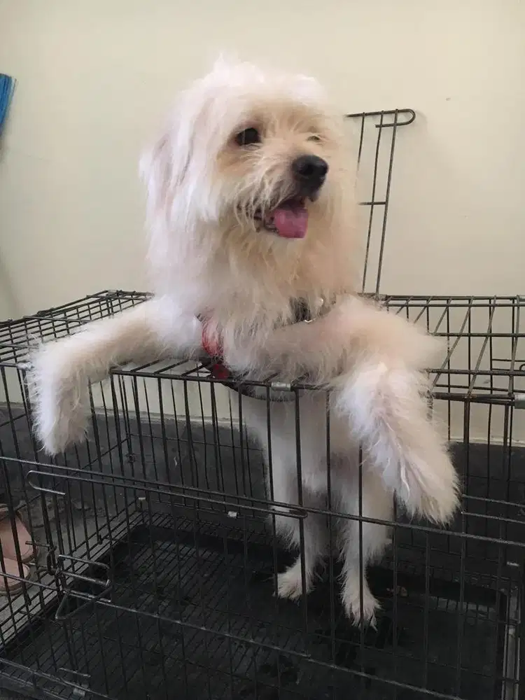 DOKTER HEWAN DI JIMBARAN NUSA DUA VAKSIN ANJING KUCING