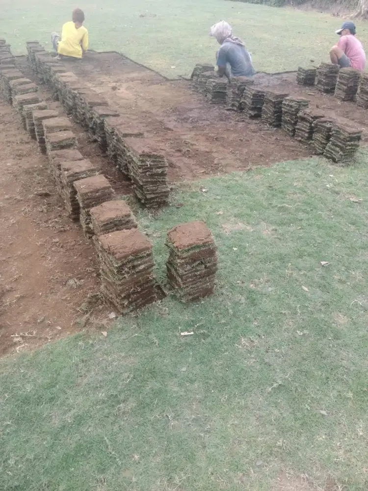 Harga Permeter Rumput Jepang Wonosobo