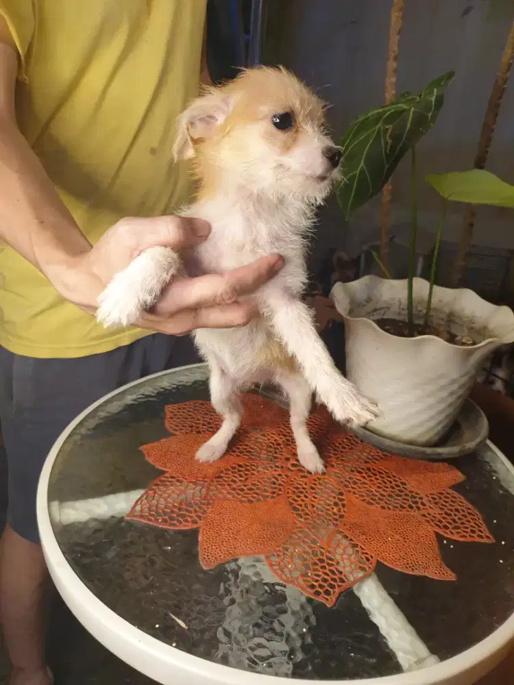 Beli2 GRATIS 1 Shitsu mix chihuahua 2 bulan