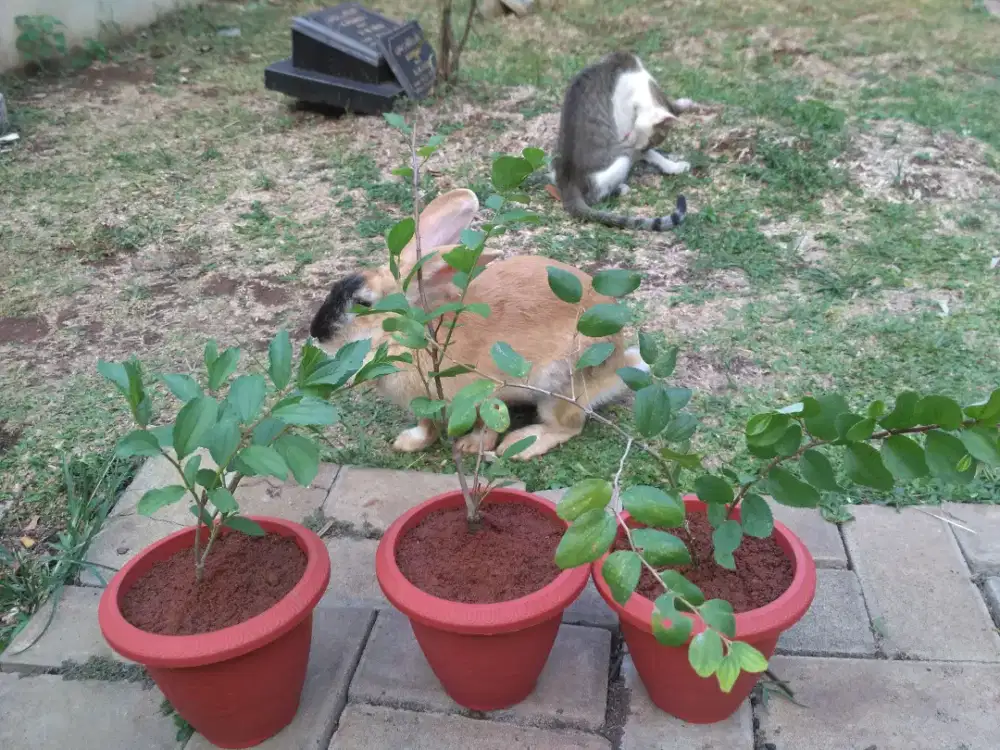 Bidara Arab (min. Order 3 pohon)