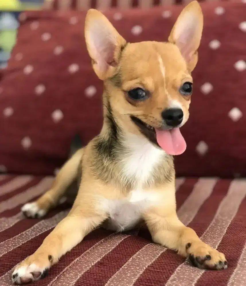 Semi hibah anakan anjing Chiwawa/ chihuahua mirip kancil (bambi)