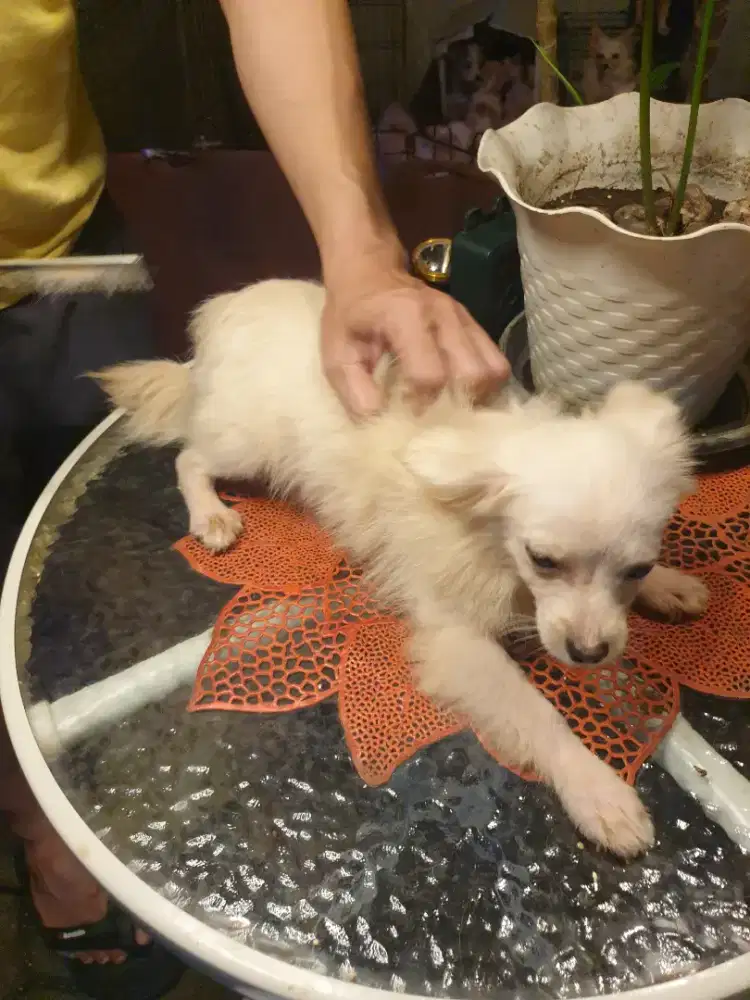 Beli 2 gratis 1 DOG MINI di jual murah