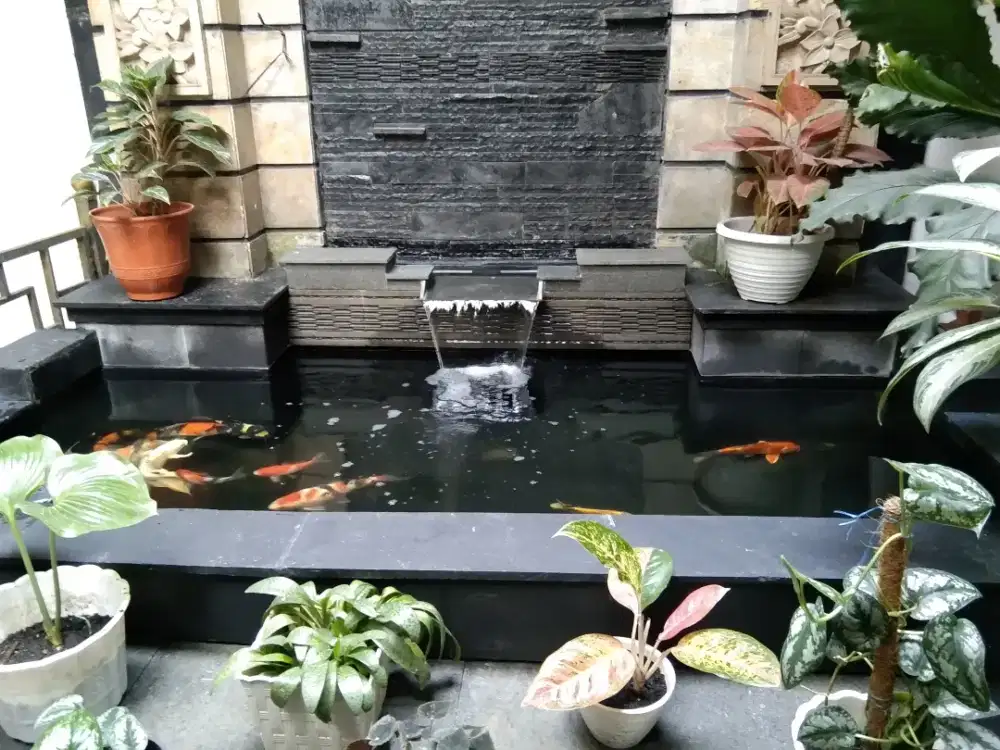 Kolam minimalis ikan koi