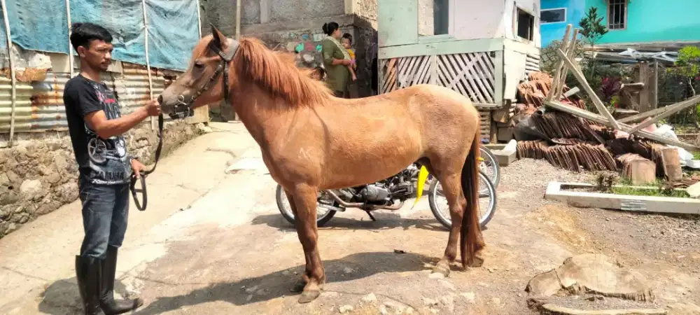 Kuda poni hamil