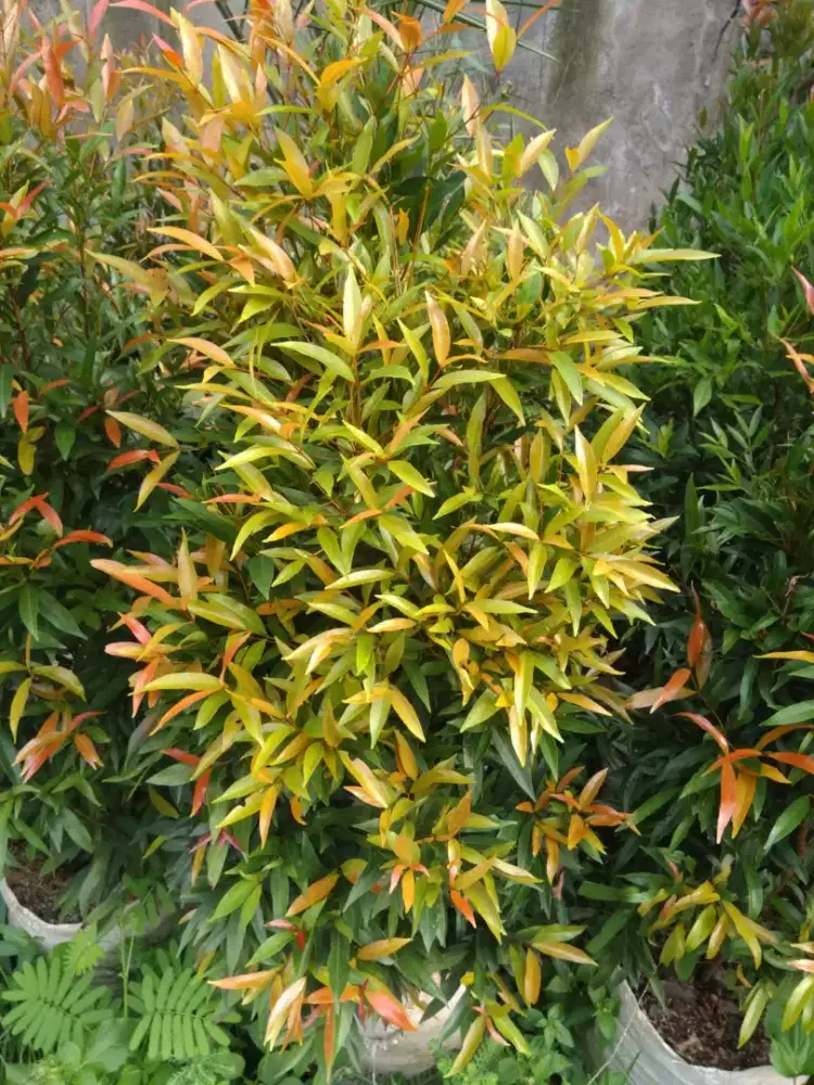 Pucuk merah 1 meter (COD)