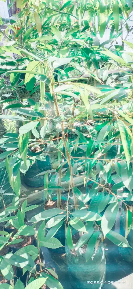 Jual Pohon Durian Kane Unggul Siap Ditanam