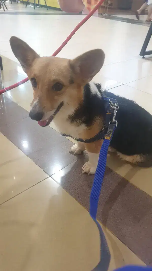 anjing corgi jantan stambum tricolor