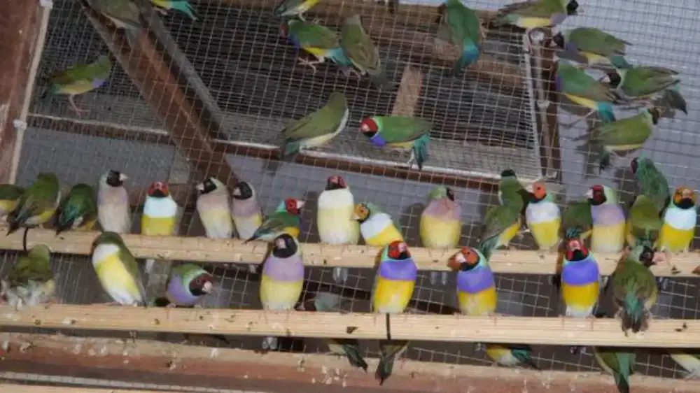 Burung gold amadine sepasang dewasa mapan siap ternak