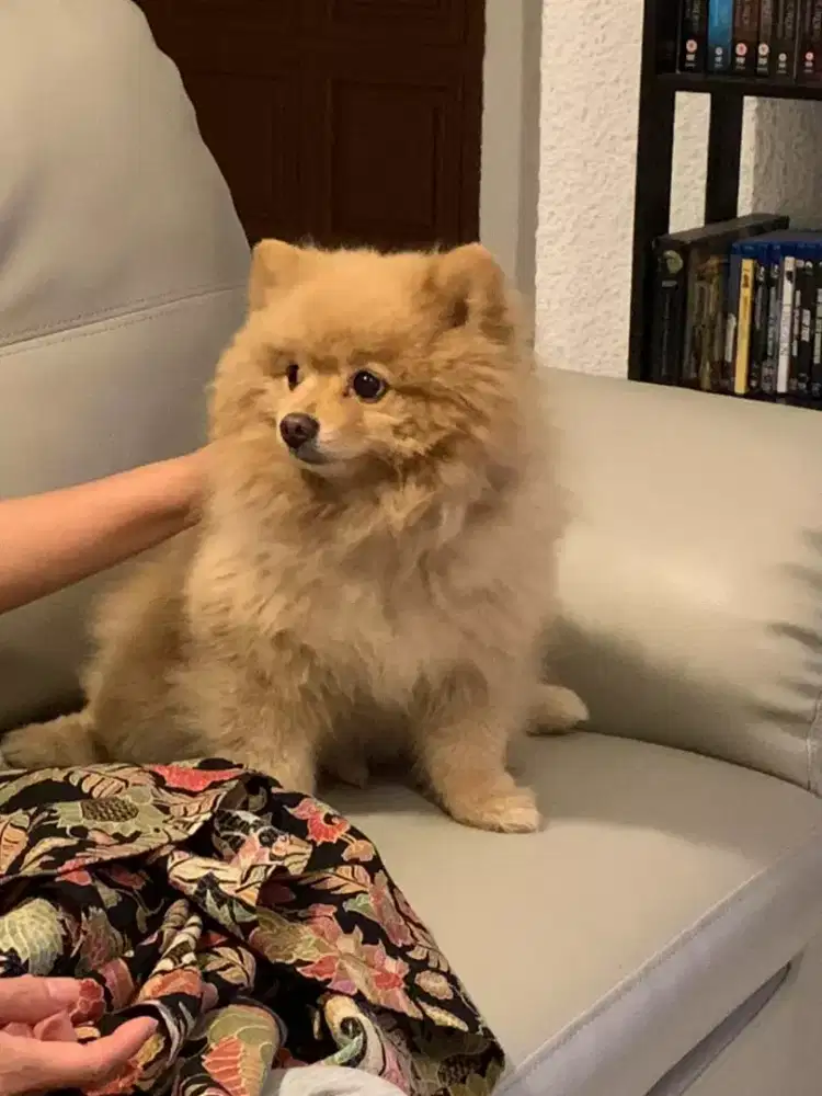 Termurah jasa grooming anjing kucing panggilan cukur bulu mandi rumah