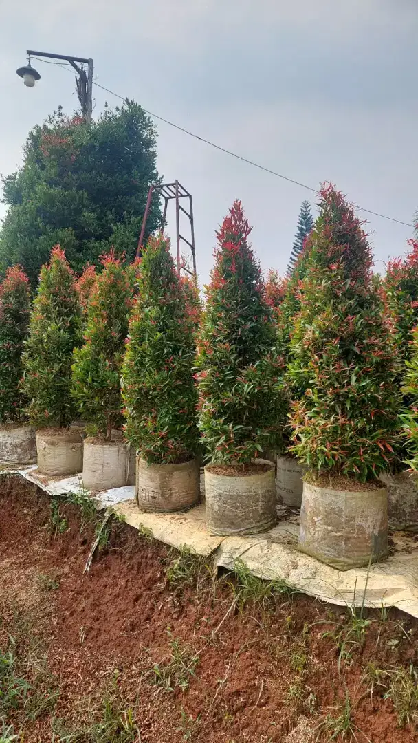 Pohon pucuk merah tinggi 1,5meter