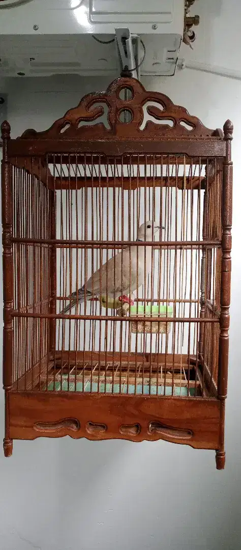 Burung puter pelung+kandang