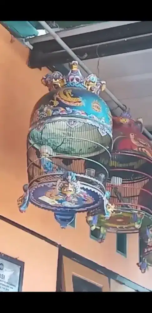 Perkutut Bangkok Adik Juara 6 , Hanging,Kab Cirebon