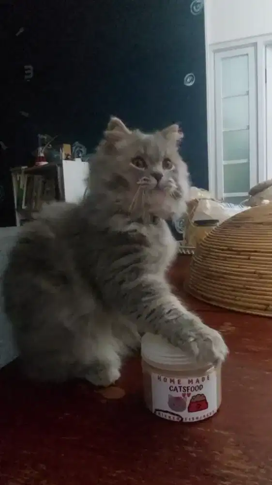 Makanan kucing wet food ( home made)