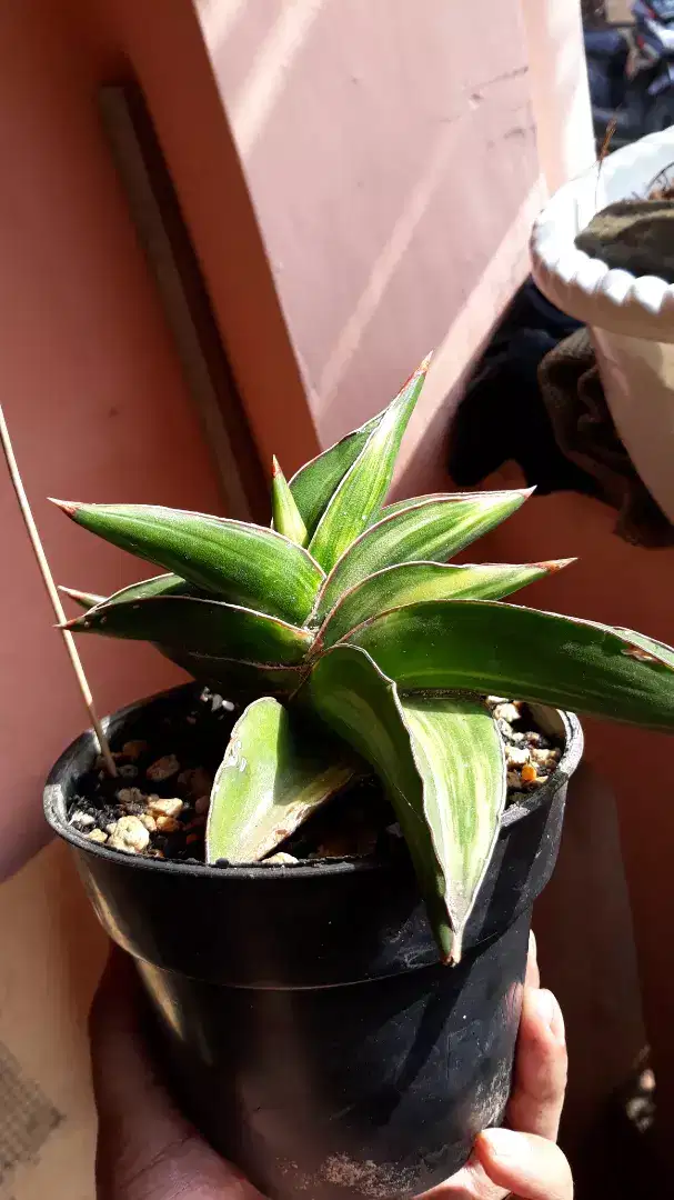 Tanaman Hias Sansevieria Samurai Dwarf Variegata