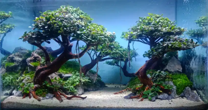 Design tema aquascape natural bonsai akuarium