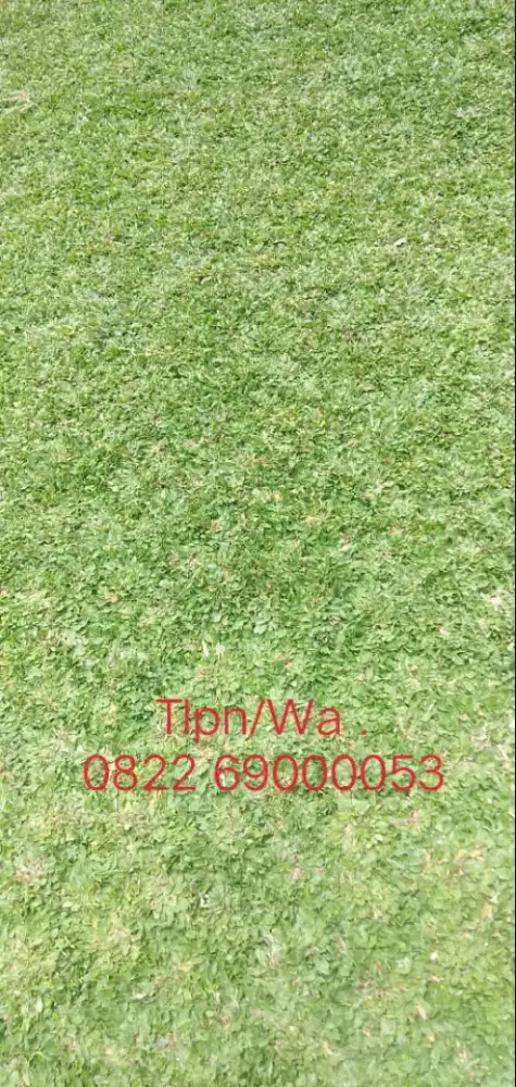 Rumput Gajah Mini & Varigata