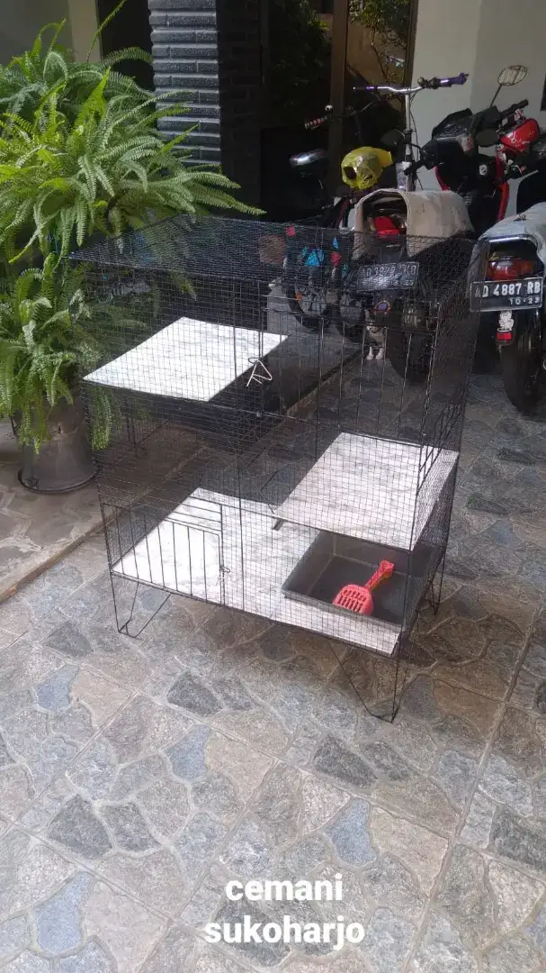 Kandang kucing tingakat