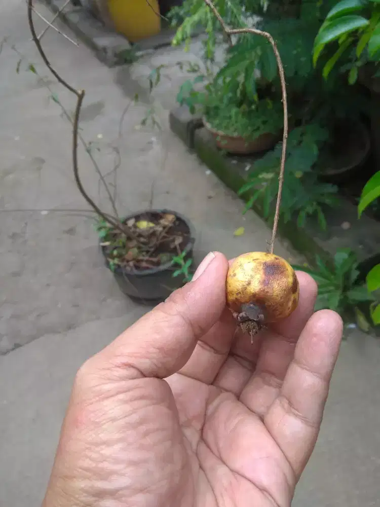 Pohon Delima super mini