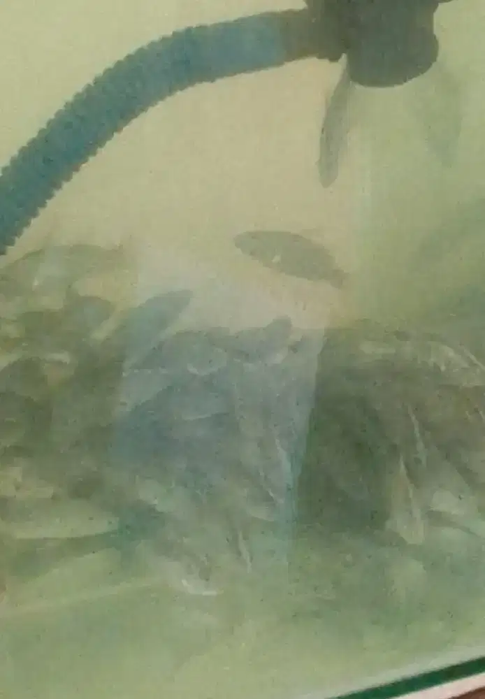 Kakap putih Baramundi size 6-8cm full tawar