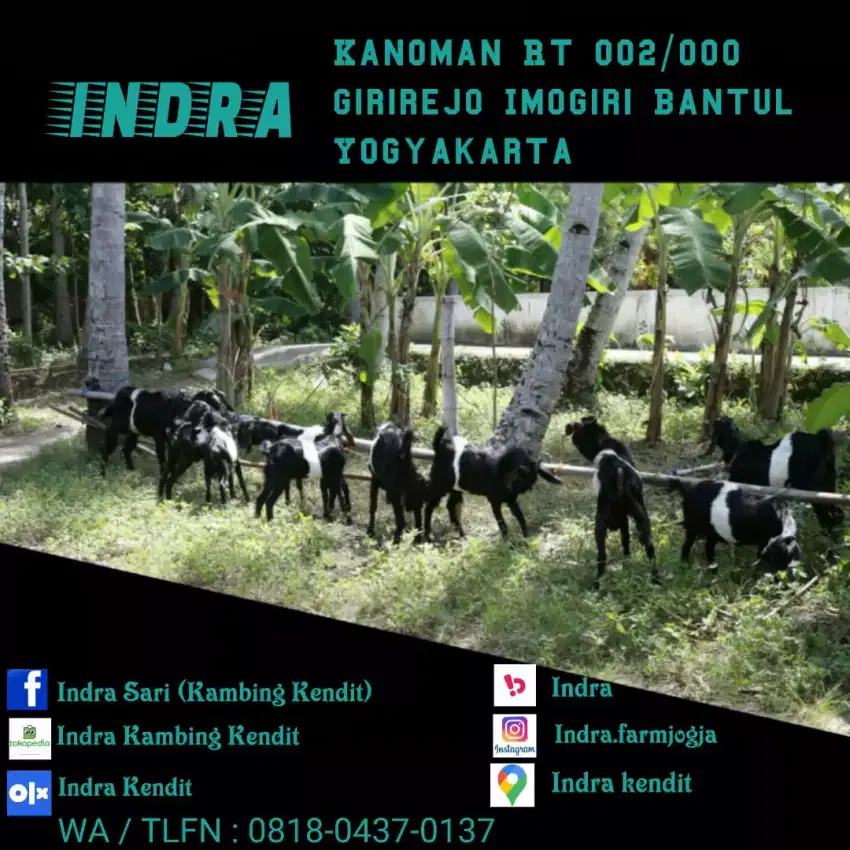 Kambing kendit jantan dan betina