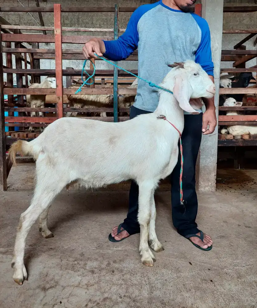 Kambing 1 ekor, Kambing Super, Kambing Etawa, Kambing Murah