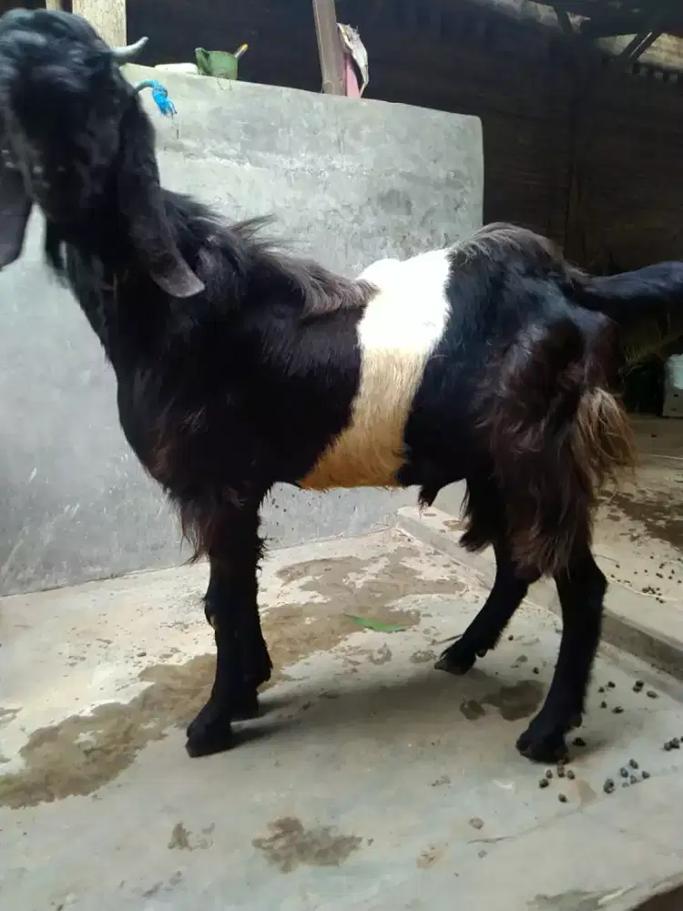 Kambing kendit jantan