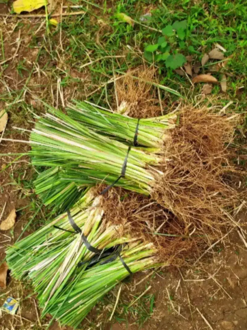 Rumput Vetiver | Rumput Pencegah Longsor.