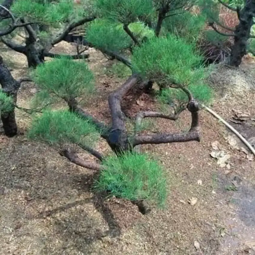 Jual pohon cemara udang bonsai