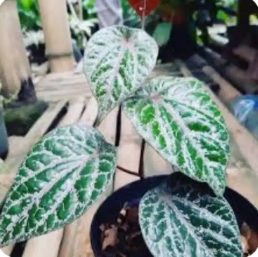 Jual bibit tanaman sirih merah.