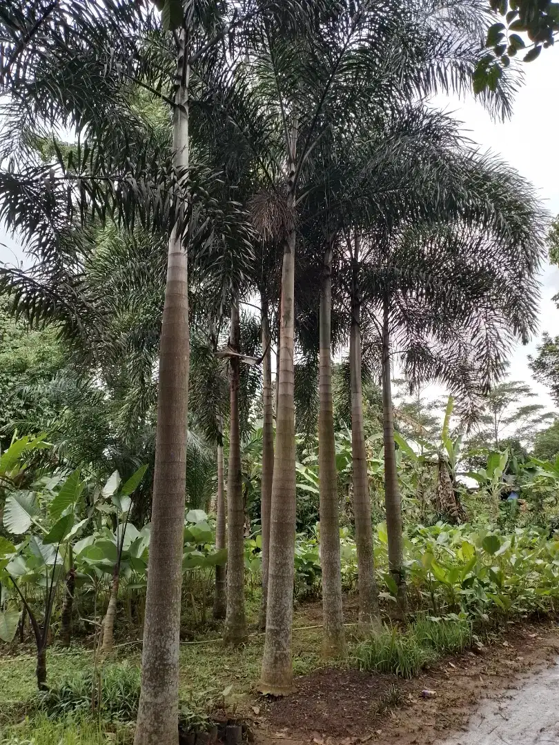 Pusat Tanaman Hias Palem Ekor Tupai/Terima Dekorasi Taman