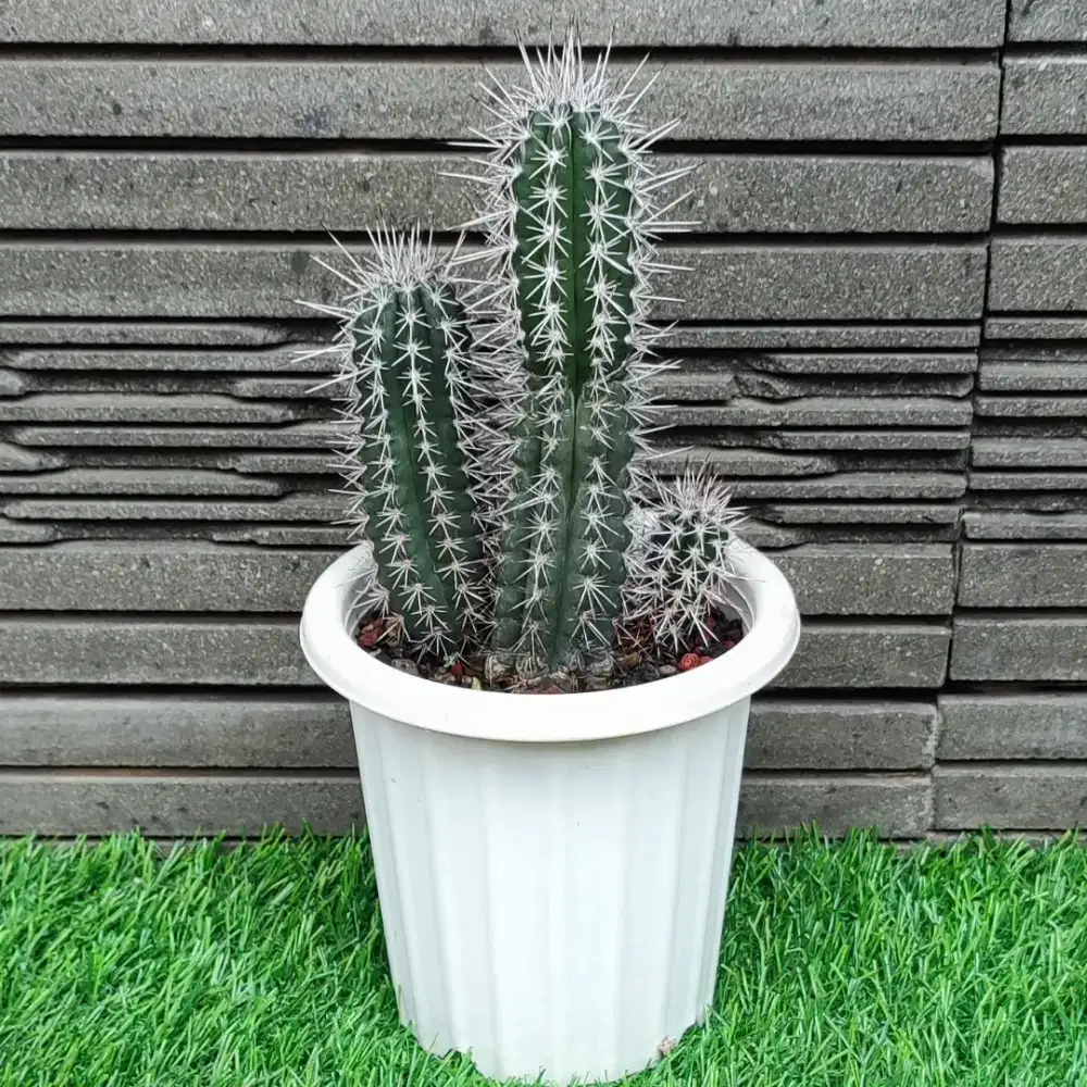 Tanaman Hias Kaktus Pilocereus Pringlei / Kaktus Apollo