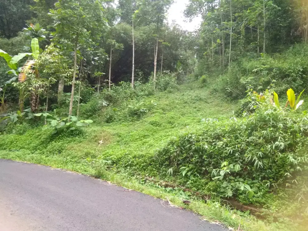 Dkat alun2 tanah murah cocok buat perumahan,kavling,kebun,invest