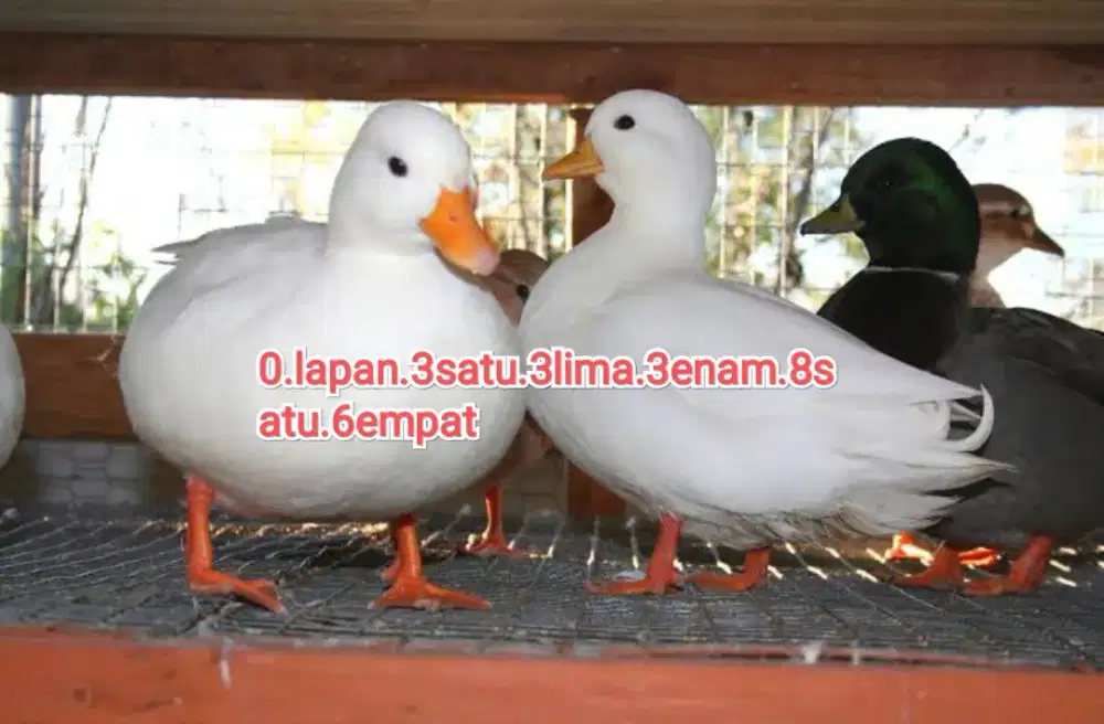 Bebek Sultan call duck import dewasa sepasang putih donald bebek