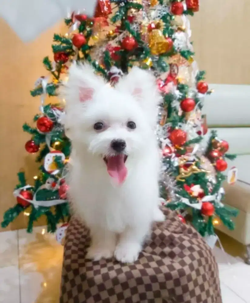 Anak anjing Minipom, Maltese, Shihtzu dan Toy Poodle