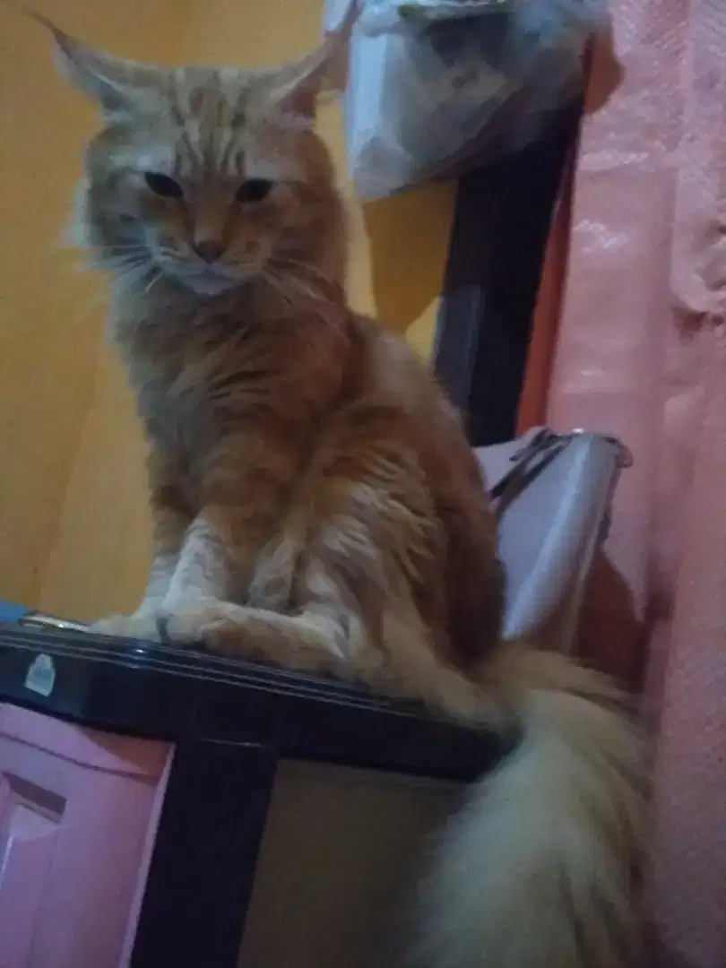 Pacak kawin kucing mainecoon