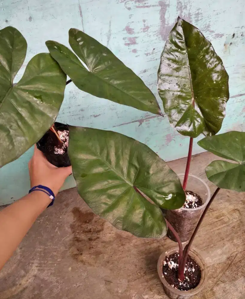 Bibit sente hitam & hijau