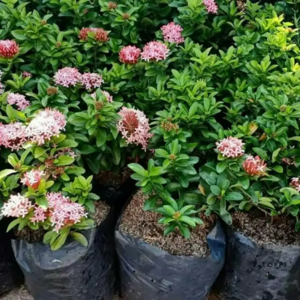 Jual pohon soka pink