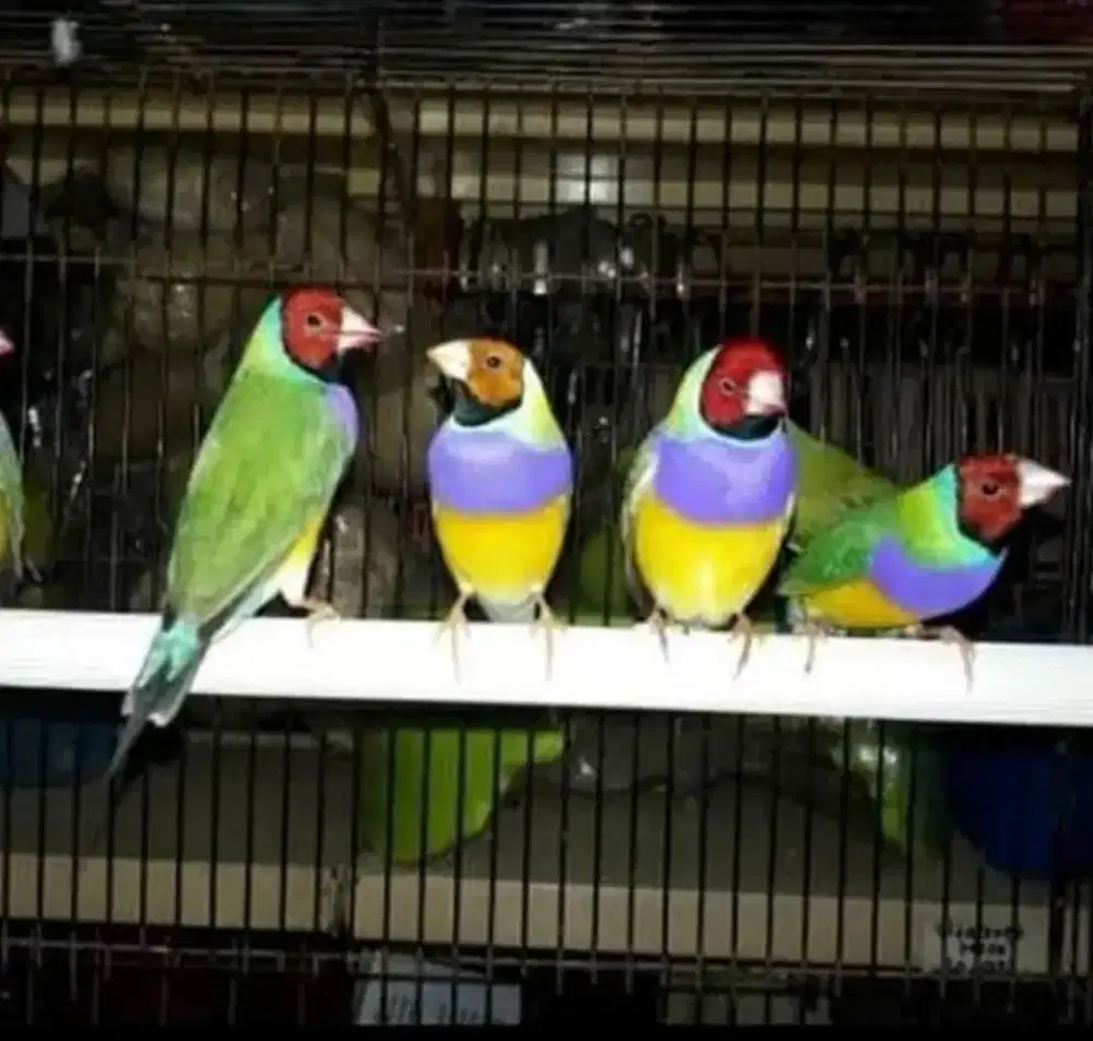 Burung gold amadin fin