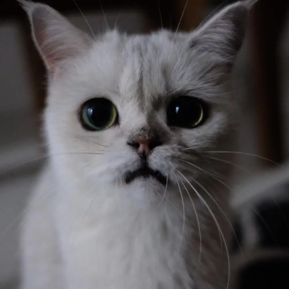 British Shorthair Silver di Jakarta Selatan - OLX Murah Dengan Harga ...