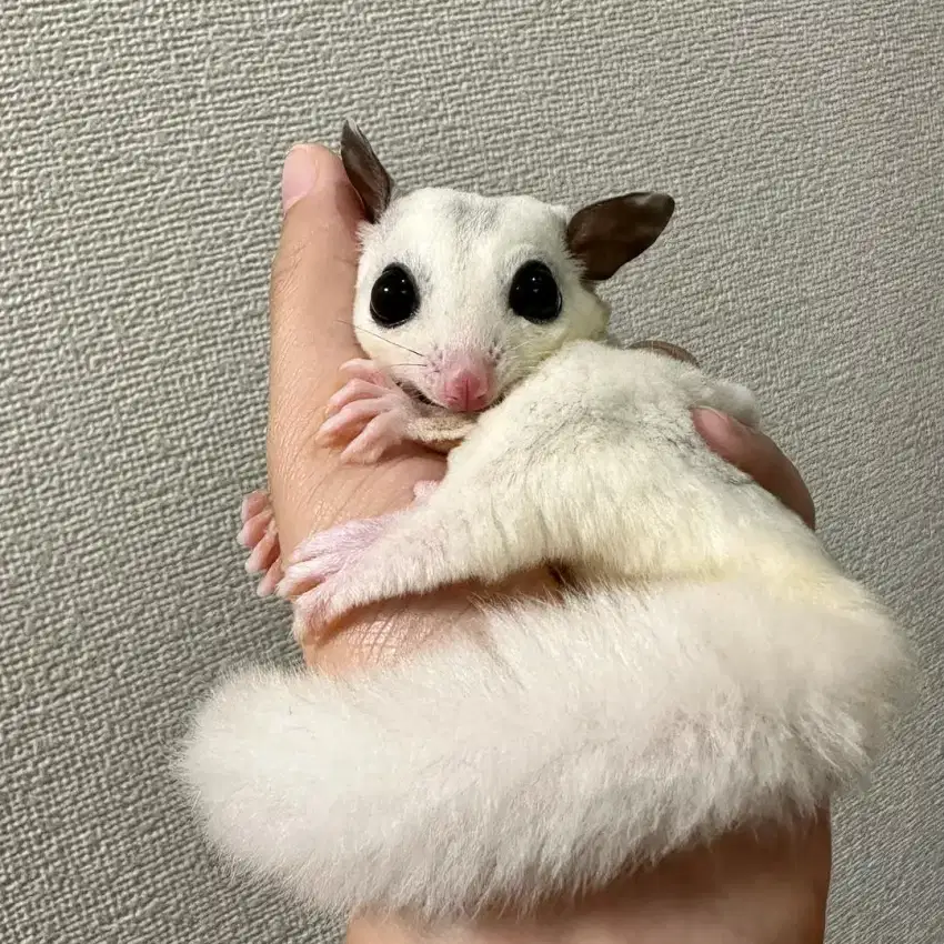 Hewan peliharaan Sugar glider platmoz ( white Moza .) Jinak