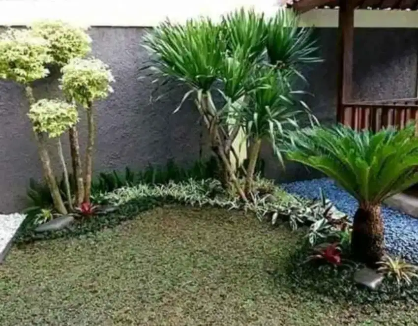 MURAH RUMPUT GAJAH MINI SEKALIAN TANAM DAN PEMBUATAN TAMAN