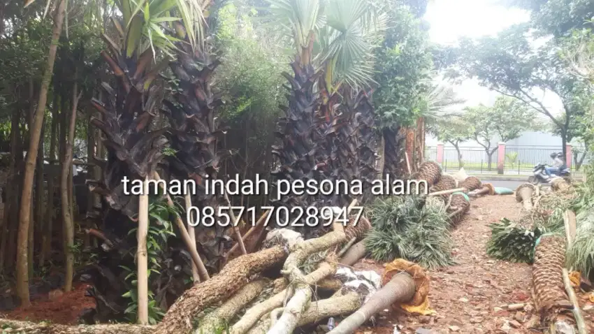Pohon palem lontar - palem lontar batang keras 2 meter