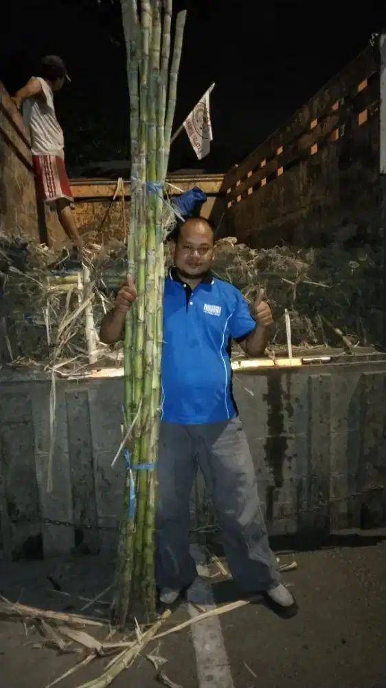 Agen tebu hijau kediri